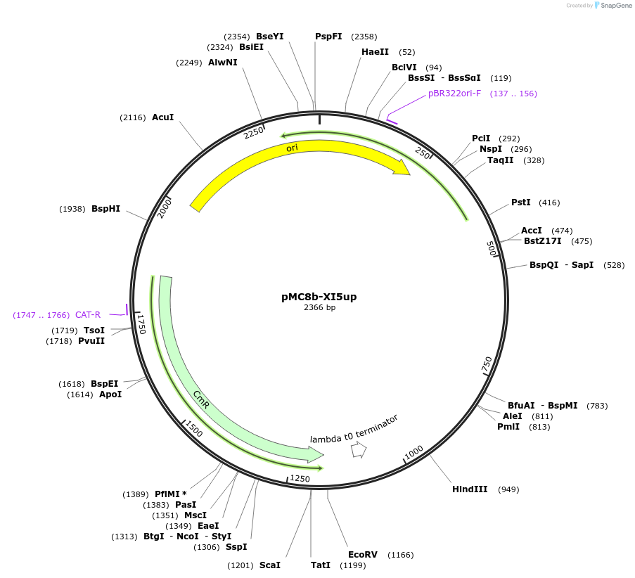 176172-plasmid-map-sequence-id-346499