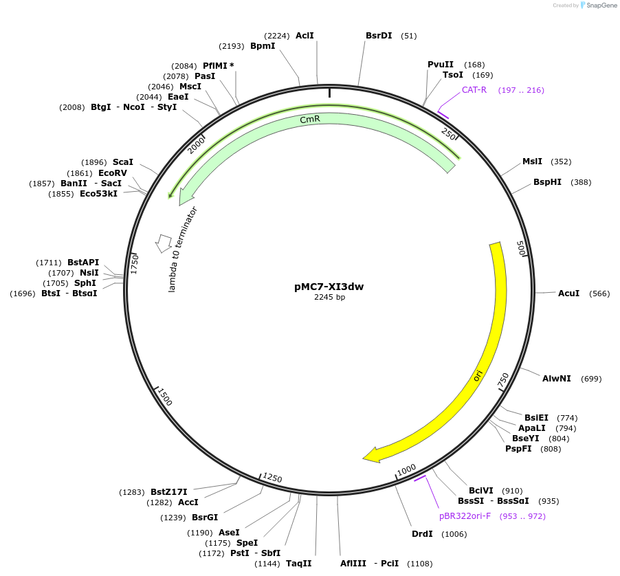 176171-plasmid-map-sequence-id-346513