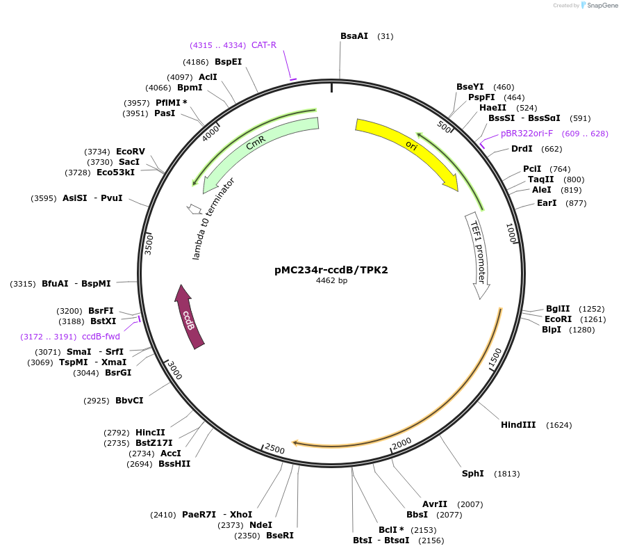 176179-plasmid-map-sequence-id-346514