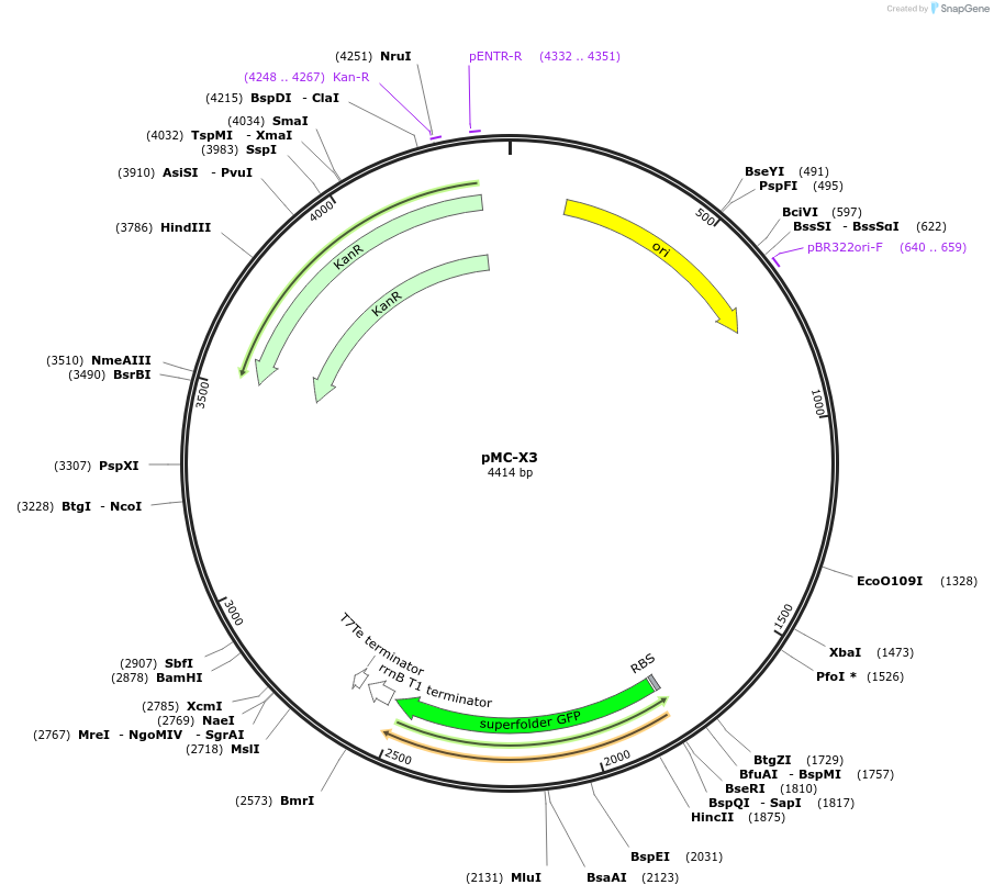 176153-plasmid-map-sequence-id-346515