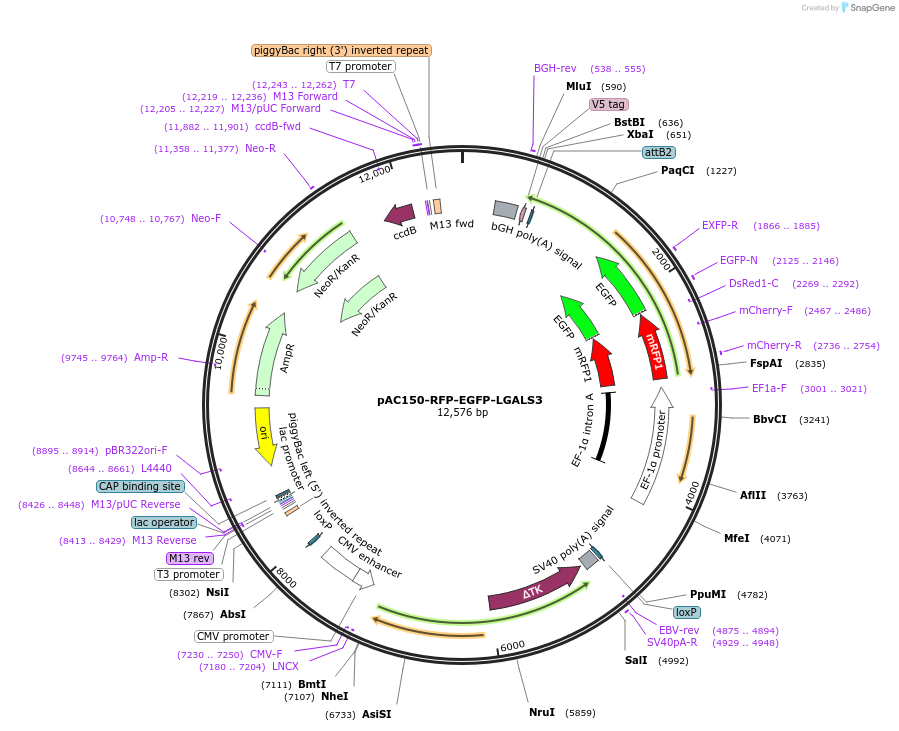 175778-plasmid-map-sequence-id-346521