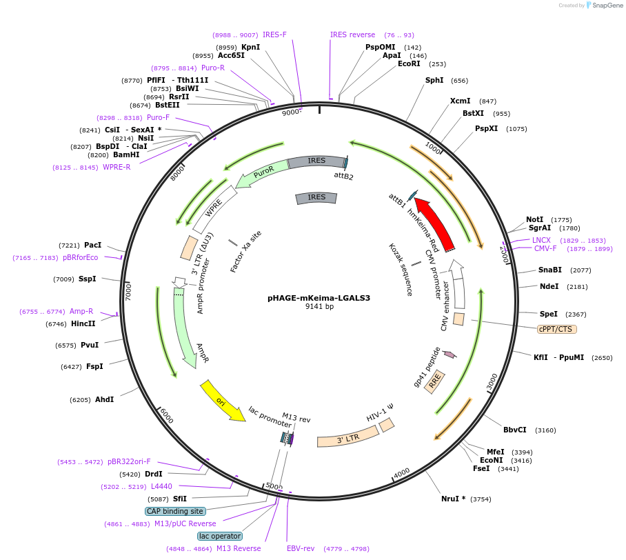 175780-plasmid-map-sequence-id-346526