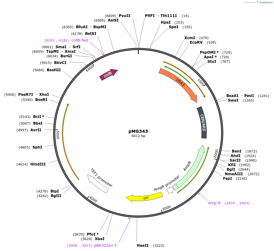176183-plasmid-map-sequence-id-346535