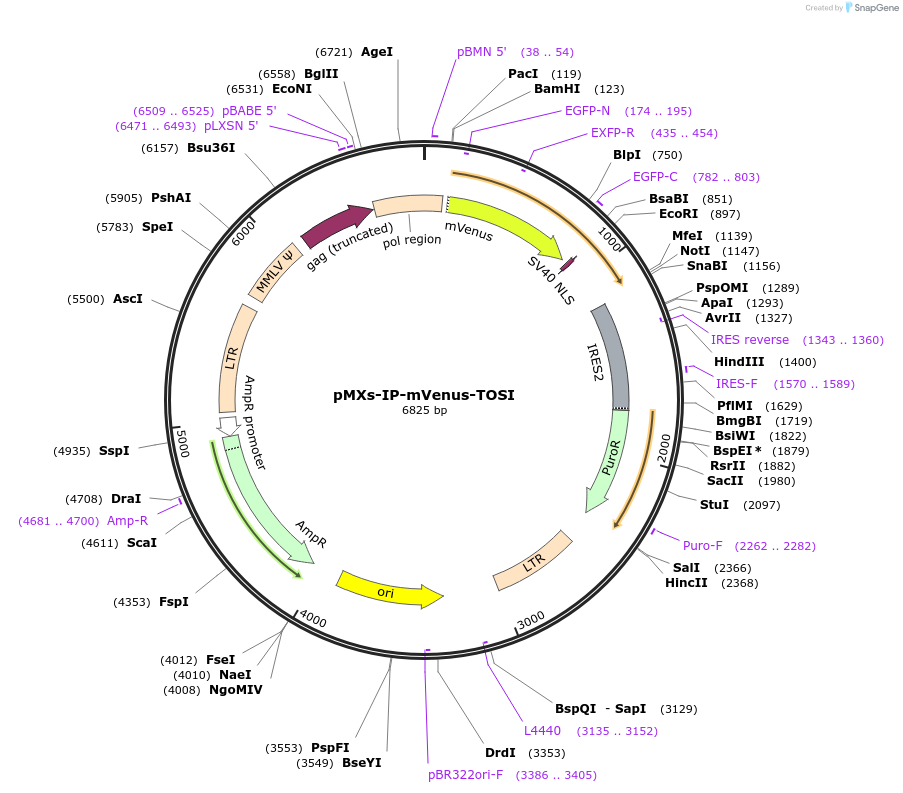 172491-plasmid-map-sequence-id-346537