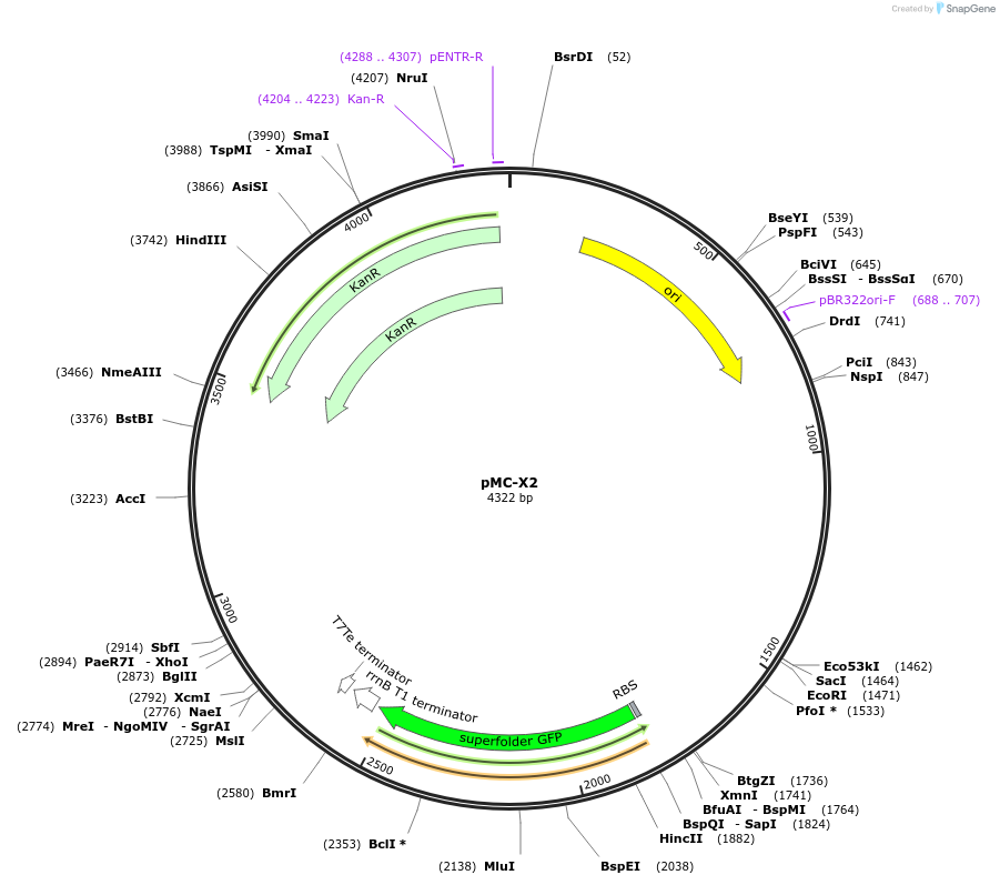 176152-plasmid-map-sequence-id-346538