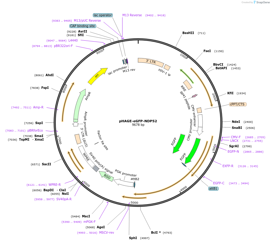 175749-plasmid-map-sequence-id-346539
