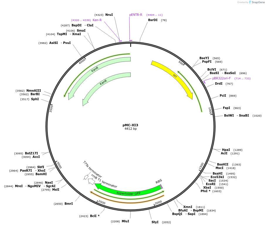 176157-plasmid-map-sequence-id-346542