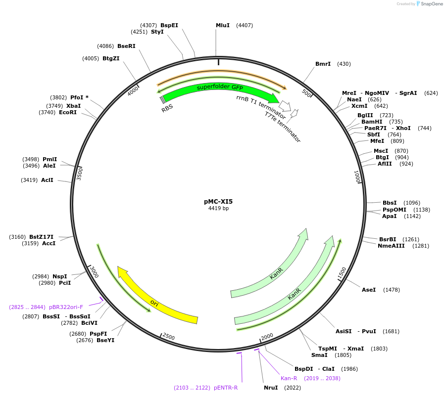 176158-plasmid-map-sequence-id-346543