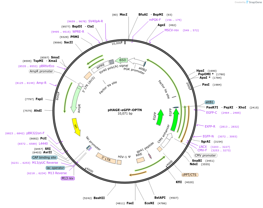 175750-plasmid-map-sequence-id-346544