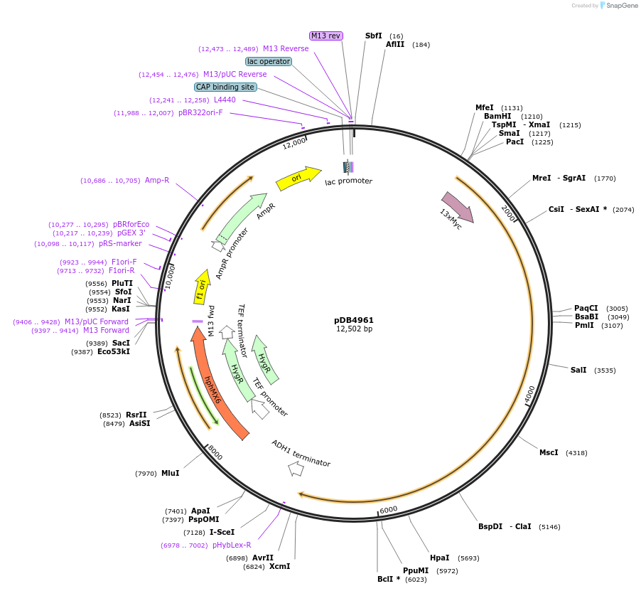 174015-plasmid-map-sequence-id-346547