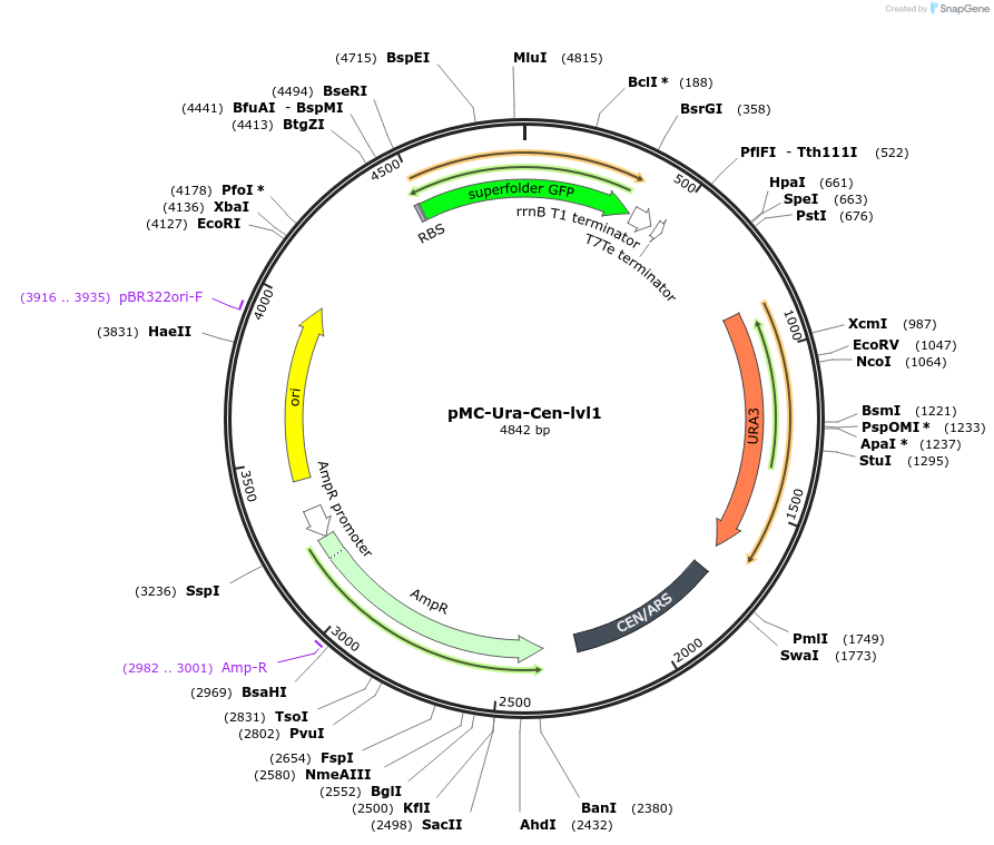 176182-plasmid-map-sequence-id-346551