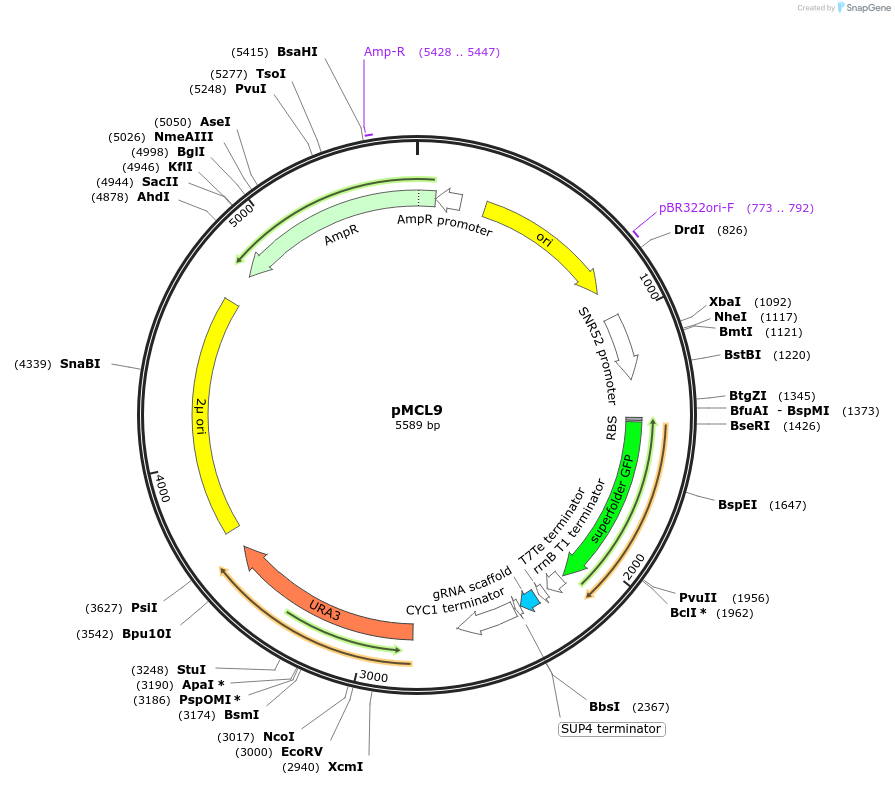 176186-plasmid-map-sequence-id-346553