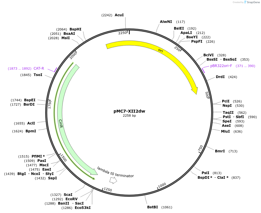 176175-plasmid-map-sequence-id-346561