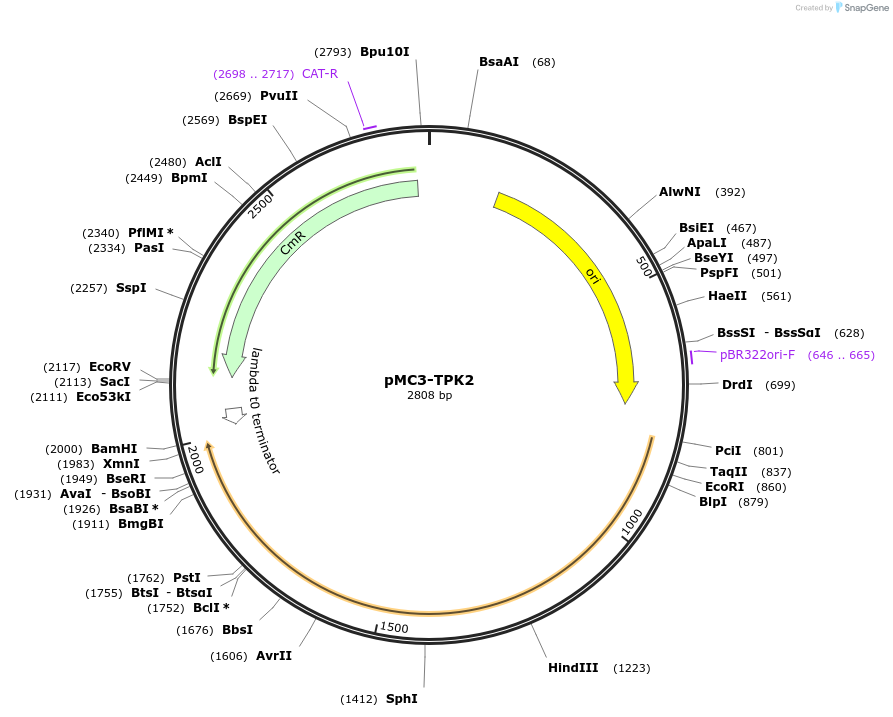 176180-plasmid-map-sequence-id-346564