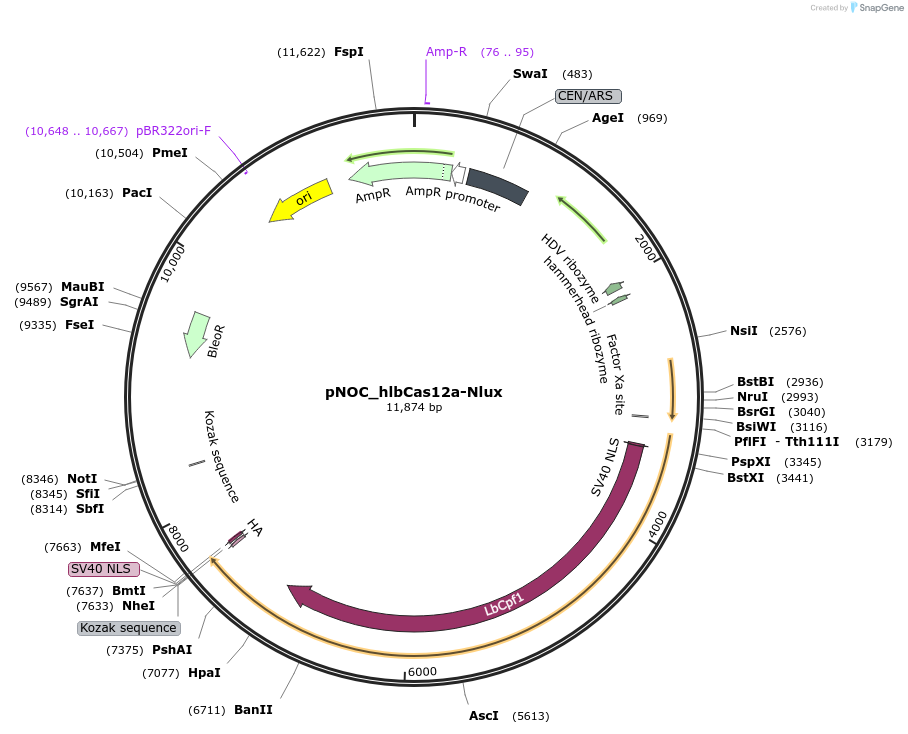 176240-plasmid-map-sequence-id-346566