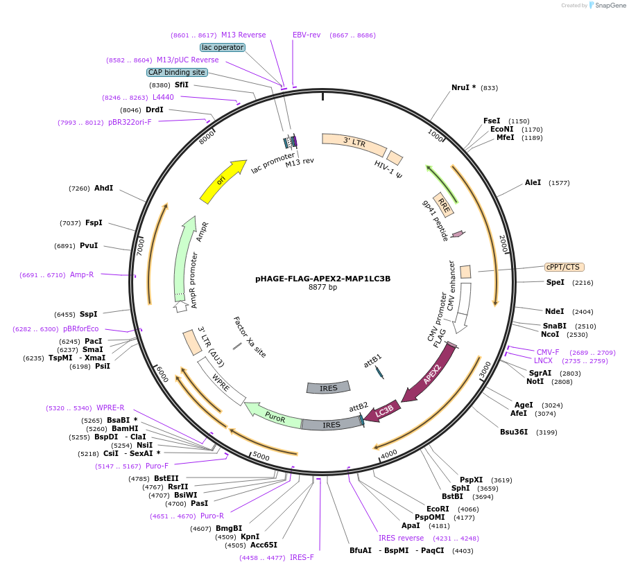175753-plasmid-map-sequence-id-346574