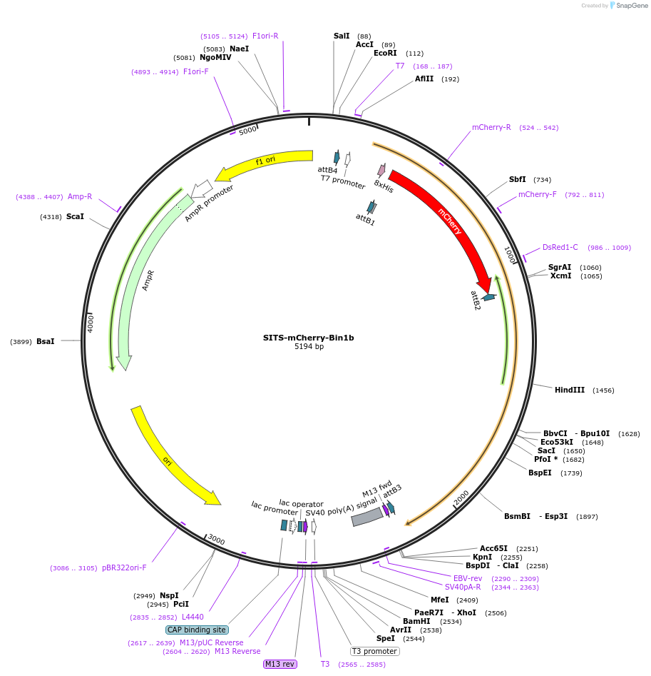 176025-plasmid-map-sequence-id-346578