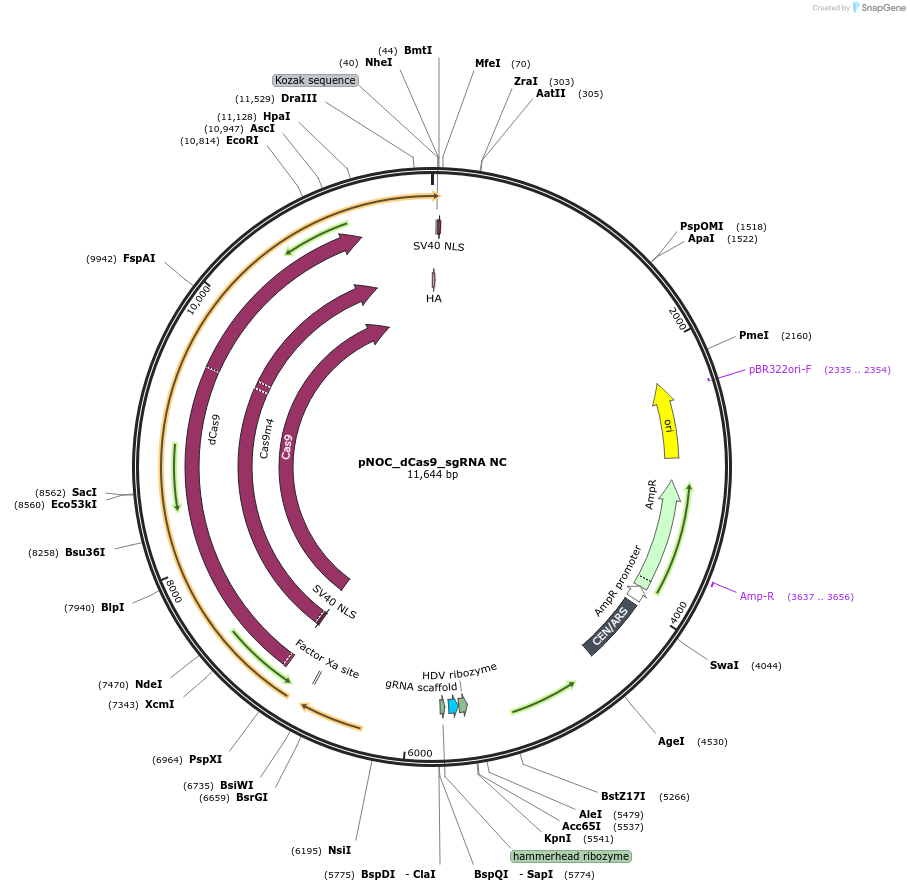 176259-plasmid-map-sequence-id-346581