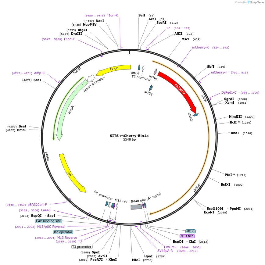 176024-plasmid-map-sequence-id-346599