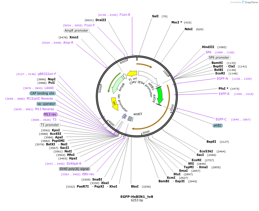 176012-plasmid-map-sequence-id-346600