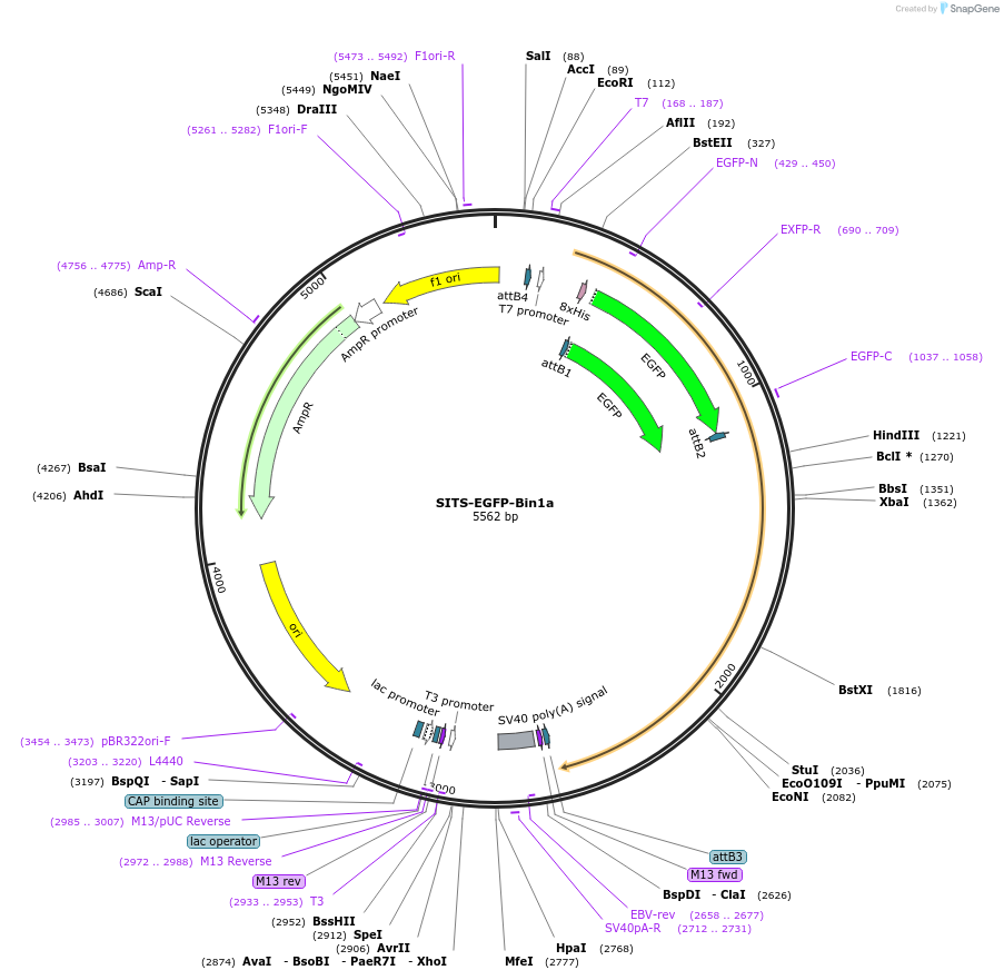 176020-plasmid-map-sequence-id-346602
