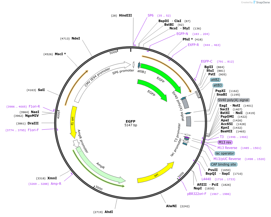 176015-plasmid-map-sequence-id-346607