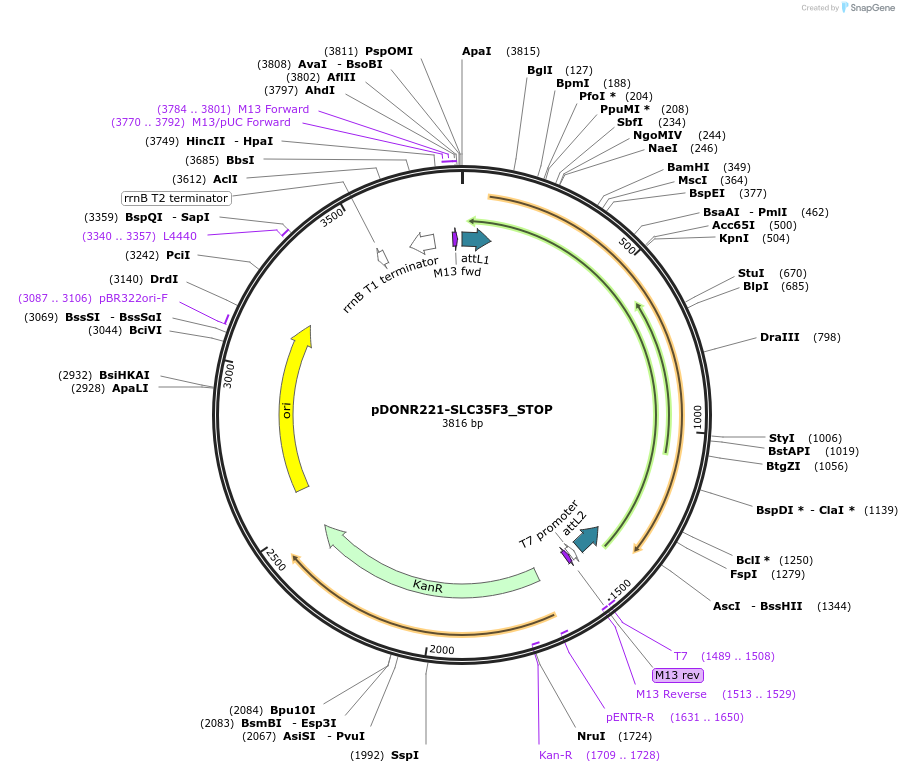 161275-plasmid-map-sequence-id-346613
