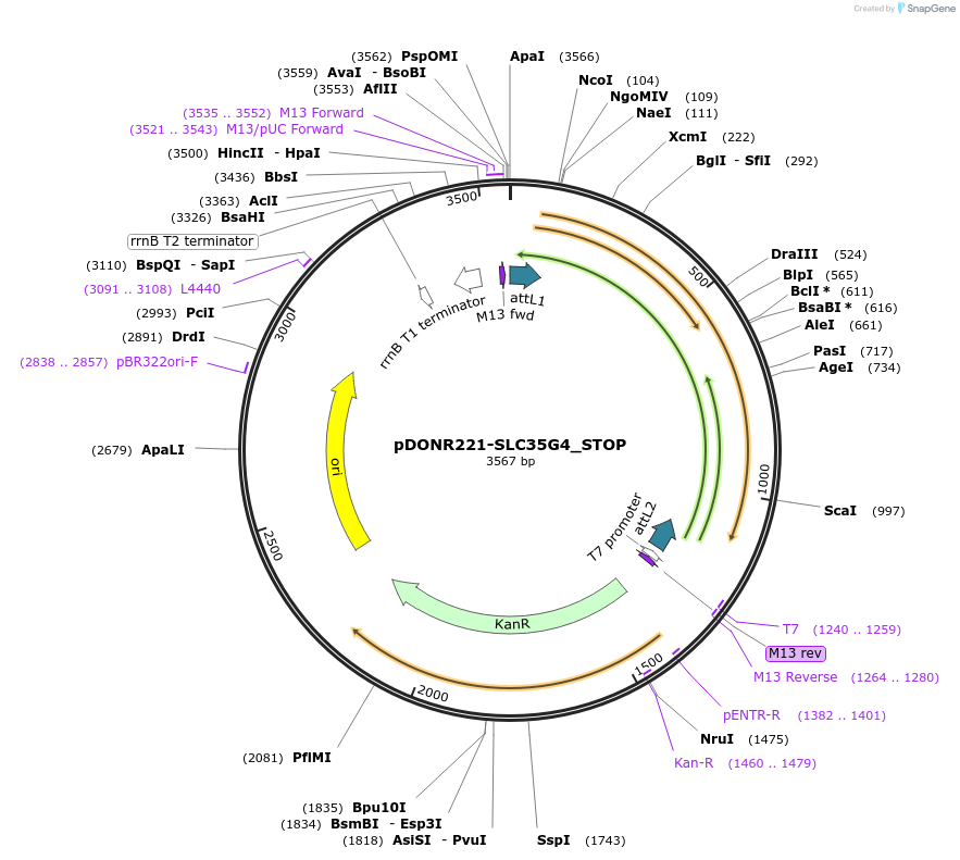 161286-plasmid-map-sequence-id-346614