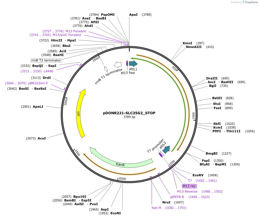 161310-plasmid-map-sequence-id-346620