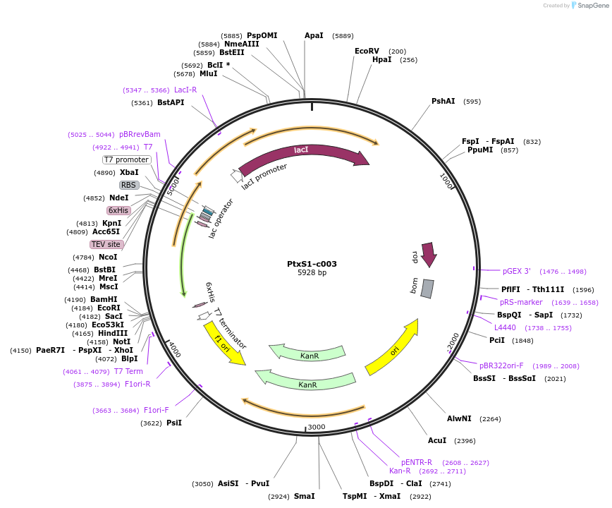 173076-plasmid-map-sequence-id-346664