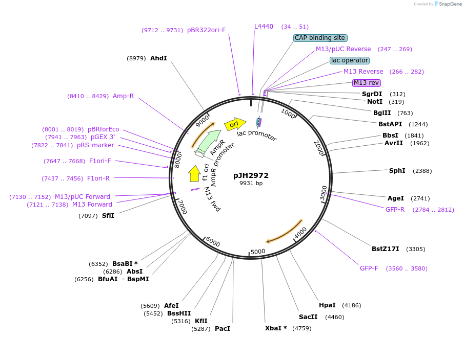 175285-plasmid-map-sequence-id-346666