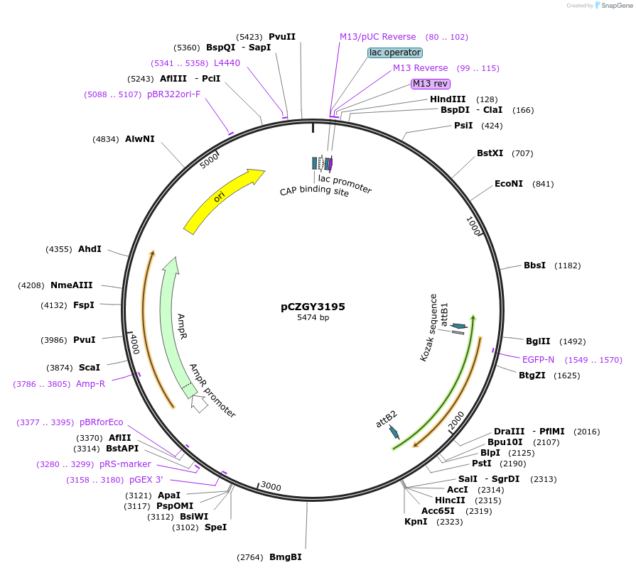 172695-plasmid-map-sequence-id-346669