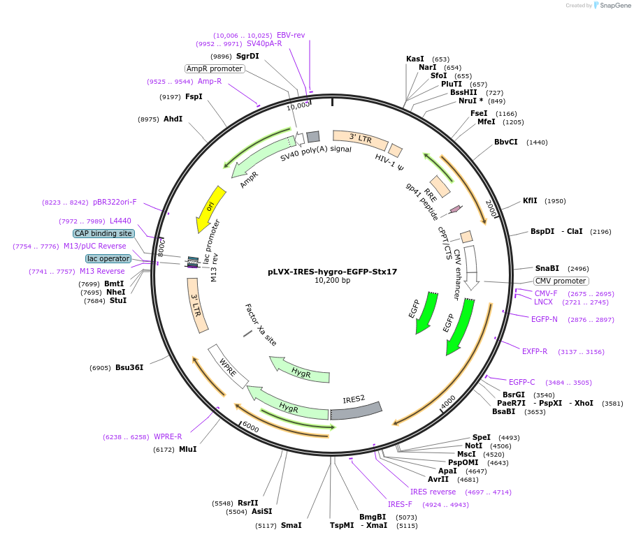 174652-plasmid-map-sequence-id-346671