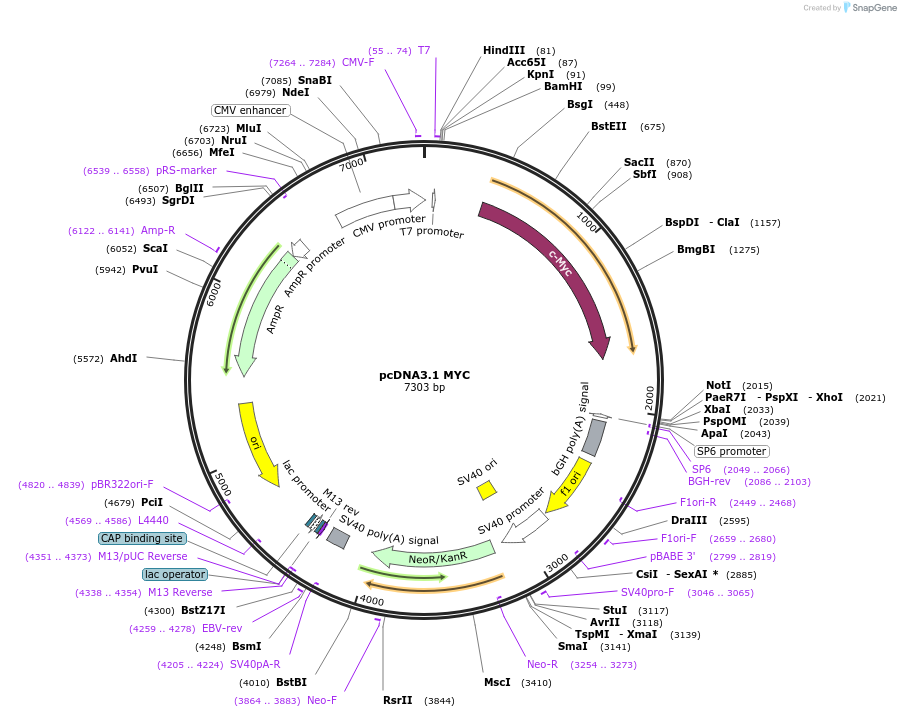 176045-plasmid-map-sequence-id-346676