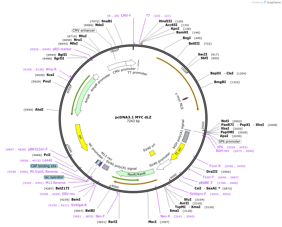 176048-plasmid-map-sequence-id-346678