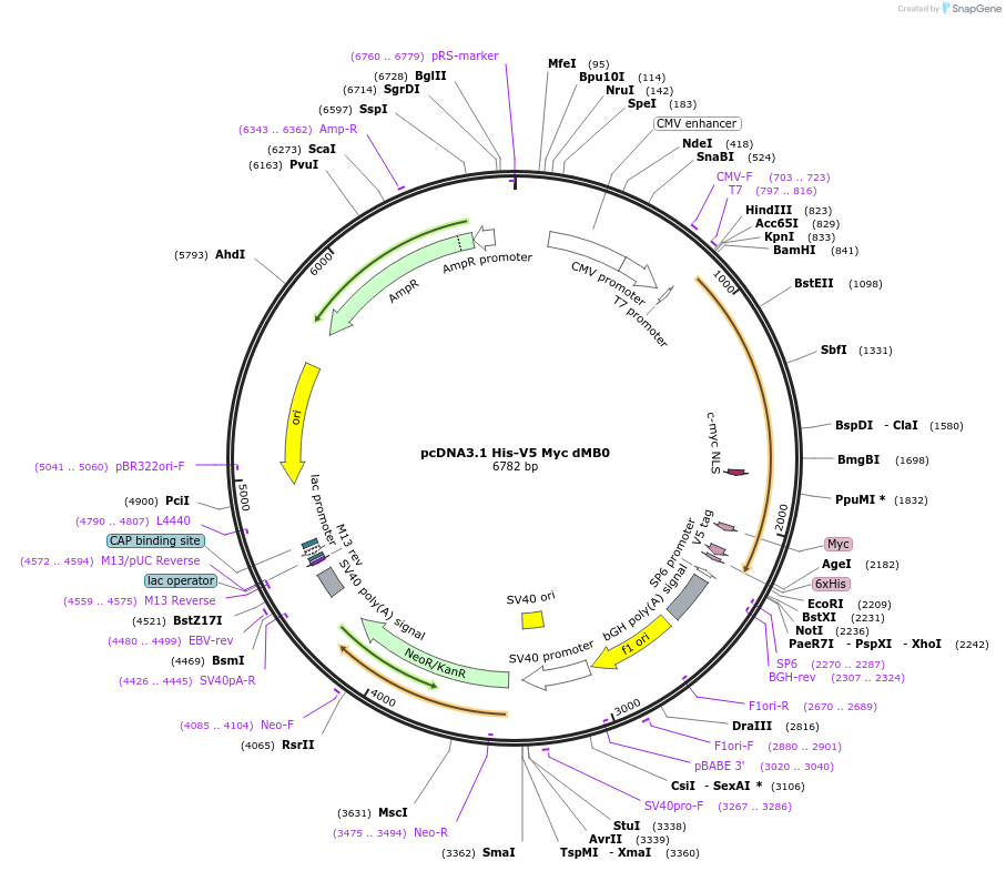 176050-plasmid-map-sequence-id-346680