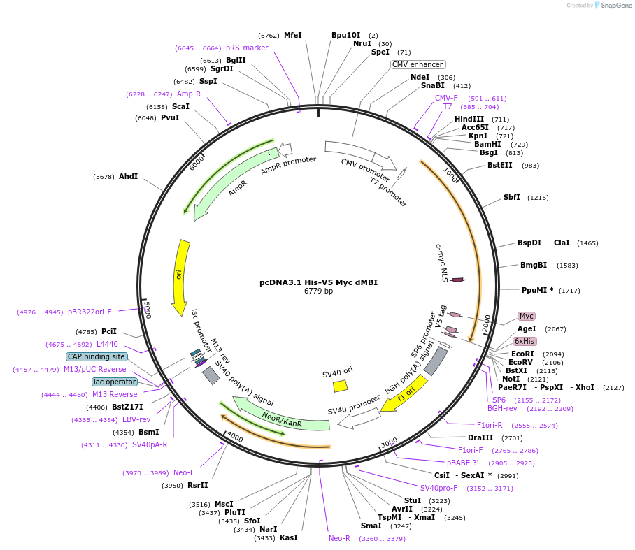 176051-plasmid-map-sequence-id-346682