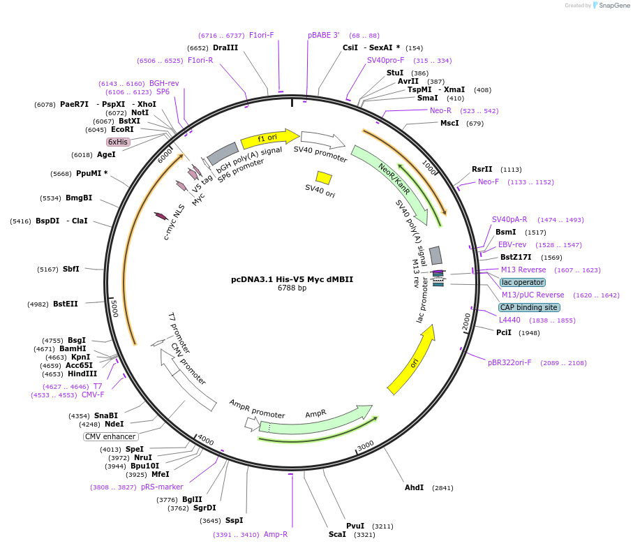 176052-plasmid-map-sequence-id-346683