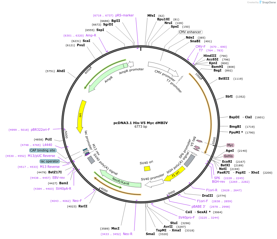 176055-plasmid-map-sequence-id-346686