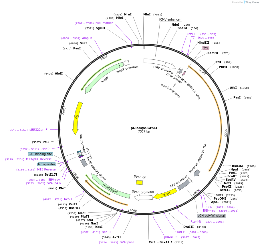 172869-plasmid-map-sequence-id-346688