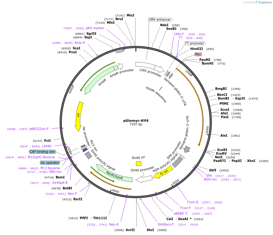 172870-plasmid-map-sequence-id-346689