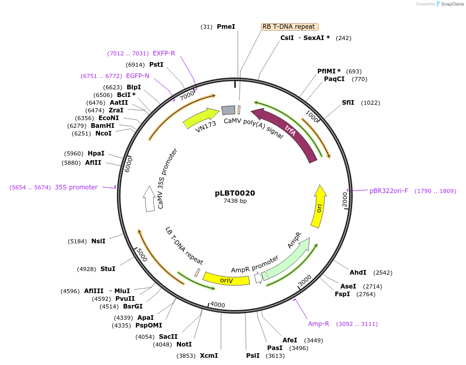 172798-plasmid-map-sequence-id-346695