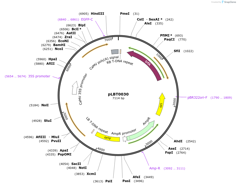 172799-plasmid-map-sequence-id-346696