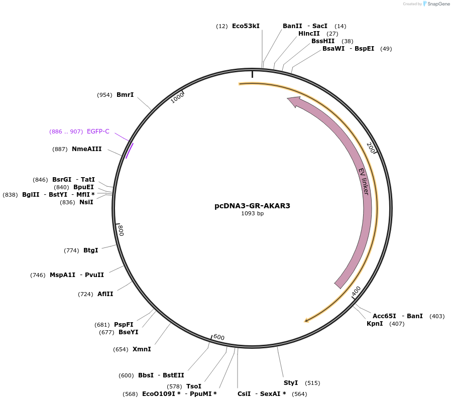 173015-plasmid-map-sequence-id-346725
