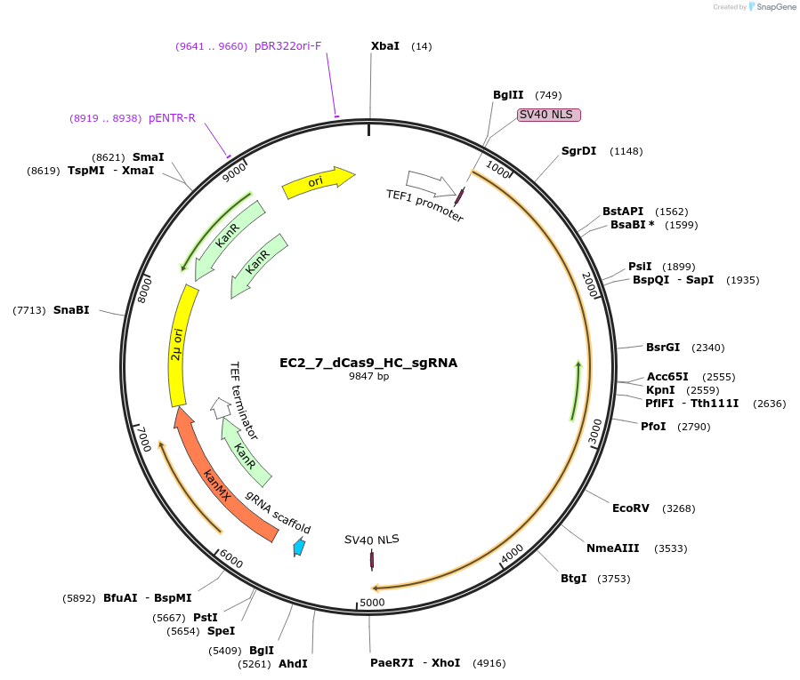 163711-plasmid-map-sequence-id-346728
