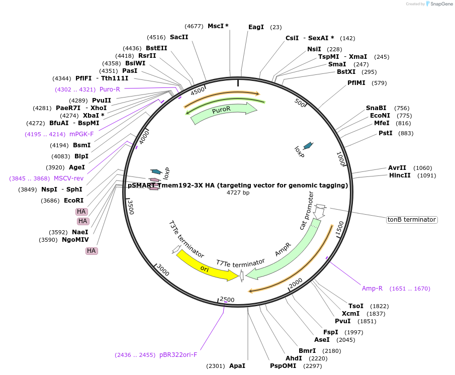175777-plasmid-map-sequence-id-346729