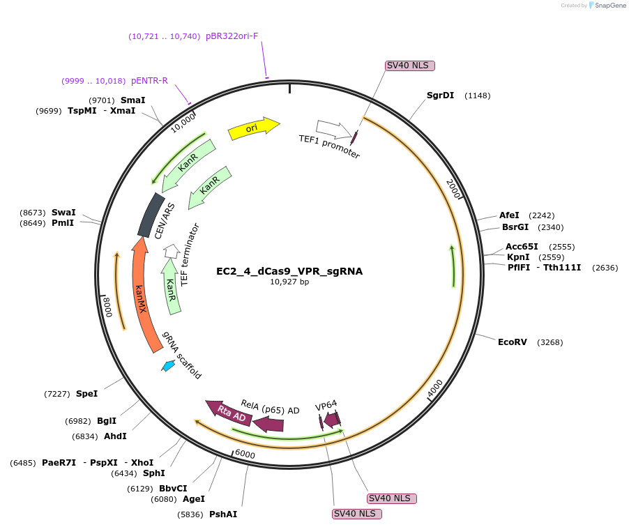 163709-plasmid-map-sequence-id-346731