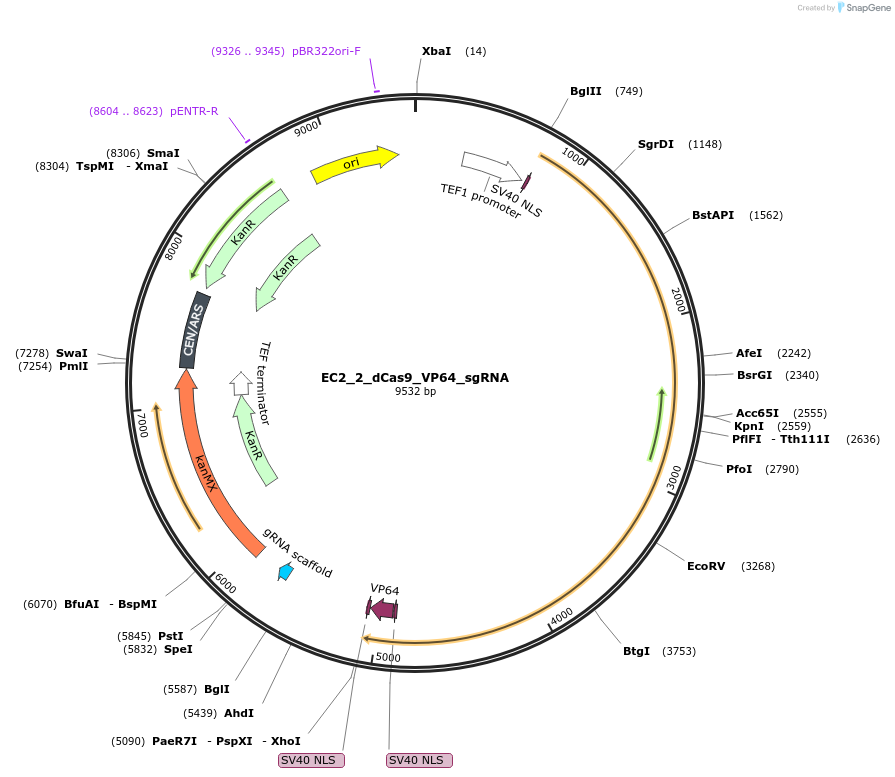 163707-plasmid-map-sequence-id-346734
