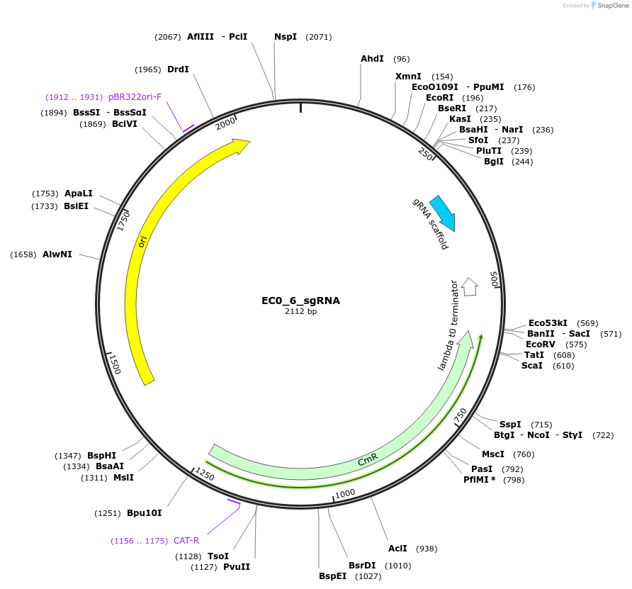 163717-plasmid-map-sequence-id-346738