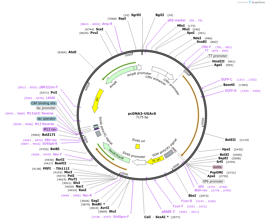 172135-plasmid-map-sequence-id-346747